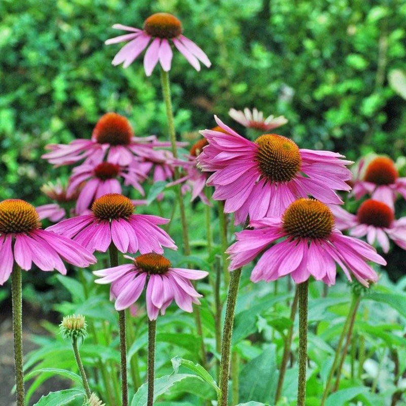 Strength in Echinacea Flower Tarot Garden Seed Pack