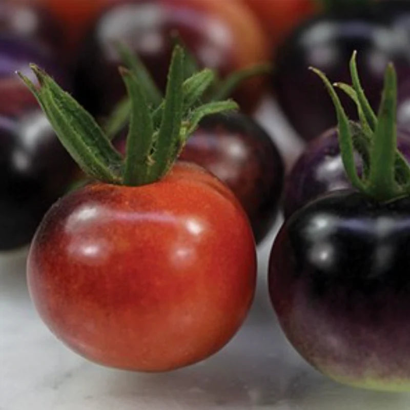 Blueberries Cherry Tomato Tarot Seed Packet