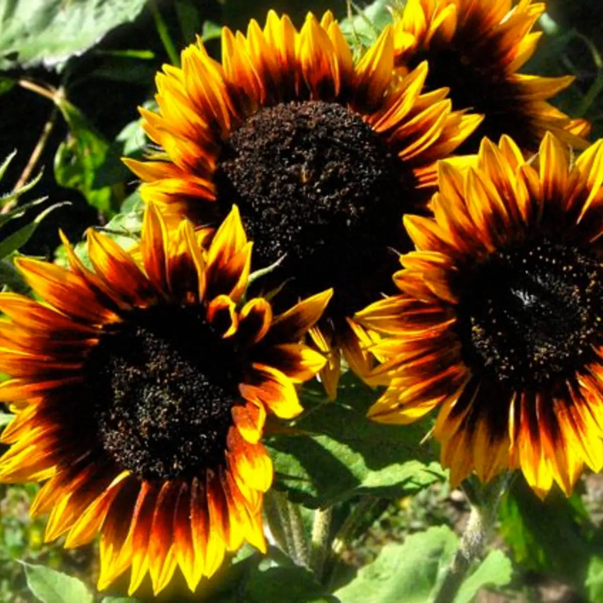 The Sunflower Tarot Garden Seed Pack